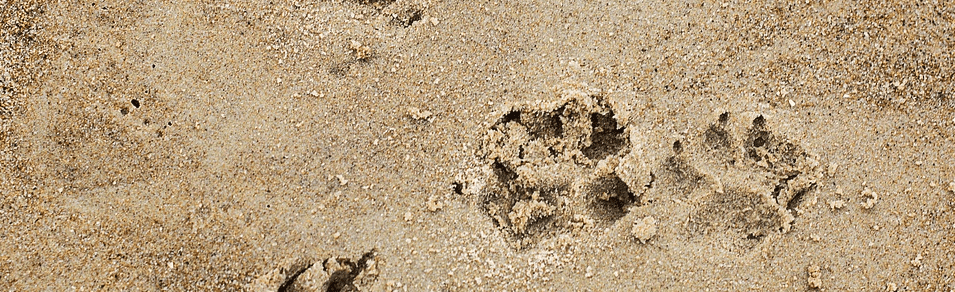 orma cane spiaggia veneto