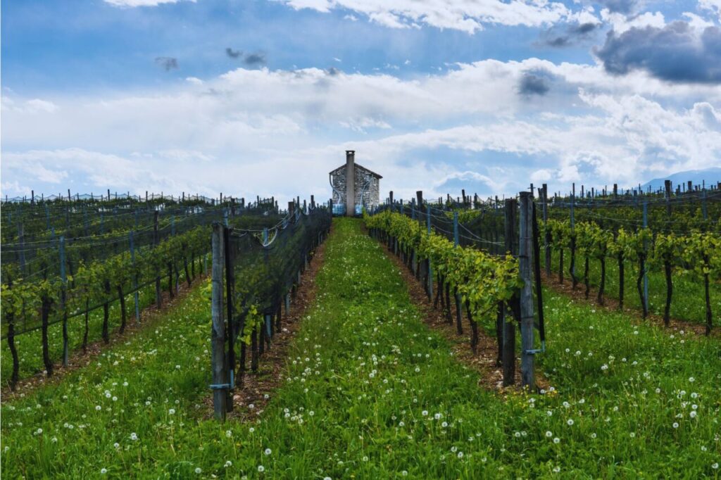 Vigneti tra le colline