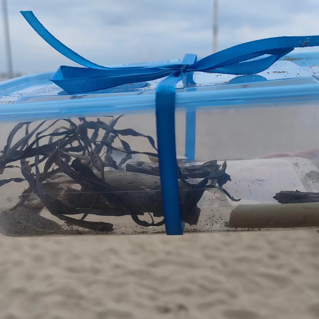 laboratorio sale chioggia